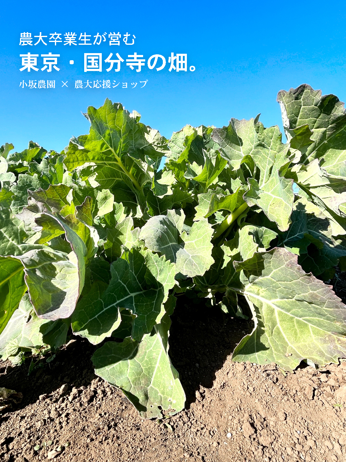 東京・国分寺の畑で続く、農大卒業生のものづくり。小坂農園の仕事画像